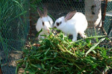 My baby rabbits eating a lot of food everyday - Lapooom Life
