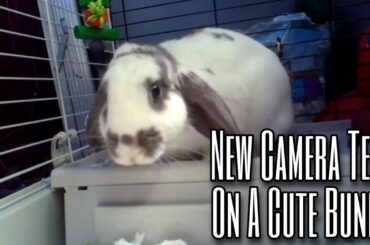 New Camera Test with a Cute Bunny!