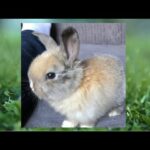 My New Pet Bunny - Cute Playful Mini Lop Bunny Bunbun- Bun Bun Adorable Cute Bunny Video 🐰