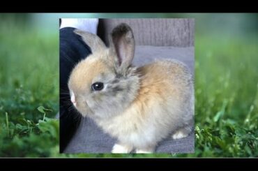 My New Pet Bunny - Cute Playful Mini Lop Bunny Bunbun- Bun Bun Adorable Cute Bunny Video 🐰