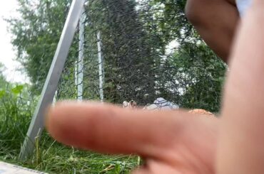 Part two of the cute bunnies