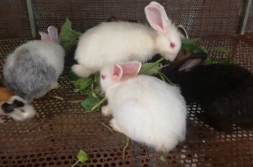 Rabbits - Cute Baby Rabbits Eating - Funny Baby Bunny Rabbit Videos #8 - Cute Rabbits 2020