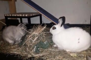 Two Cute Rabbits Eating Dinner On The First Floor Of A Four Story Luxury Rabbit Condo