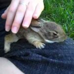 Baby Bunnies in our Backyard