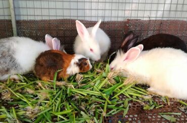 Rabbits - Rabbits Eating - Funny Baby Bunny Rabbit Videos #2 - Cute Rabbits Compilation 2020