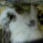baby bunny wakes up