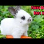 Funny Baby Rabbit Videos-Cute Baby Rabbits - Funny Vaby Videos - Cute Bunnies Video