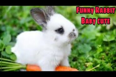 Funny Baby Rabbit Videos-Cute Baby Rabbits - Funny Vaby Videos - Cute Bunnies Video