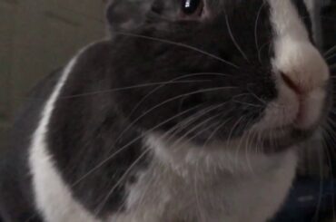 Cute Bunny Eating Pellets in Slow Motion