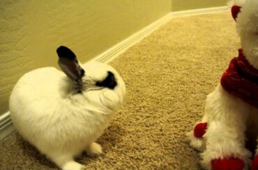 Baby Bunny Gets a Christmas Present