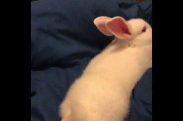 IF THIS CUTE BUNNY DOSEN’T GET 3 LIKES , SHE’S GONNA BE EATEN 😅