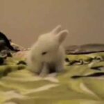 Wooly Baby Bunnies Runnin' & Binkin' for the First Time