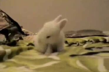 Wooly Baby Bunnies Runnin' & Binkin' for the First Time
