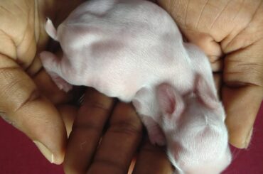 New Born Baby / Baby Bunny / Baby Rabbit / New Born Rabbit After Three days / Beautiful Baby Rabbit