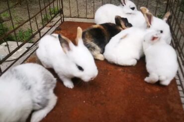 One weak age rabbit baby cute right