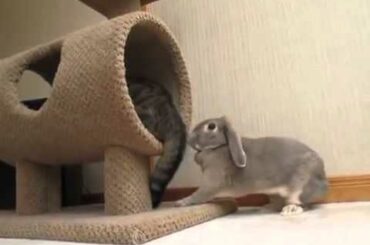 Cute Bunny Likes Playing With His Cat Friend's Tail