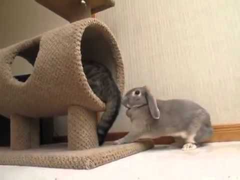 Cute Bunny Likes Playing With His Cat Friend's Tail