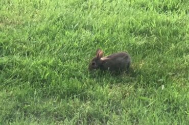 Baby Yard Bunnies 2020