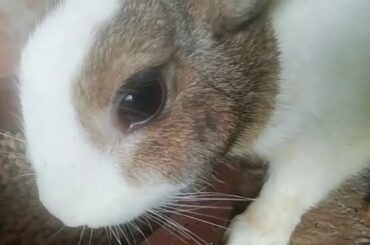 See how cute he looks | Cutest bunny you'll ever see | Enjoy nature | Nature Hits