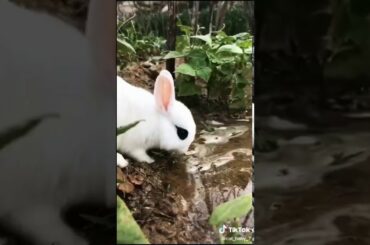 Cute bunny eating grapes!