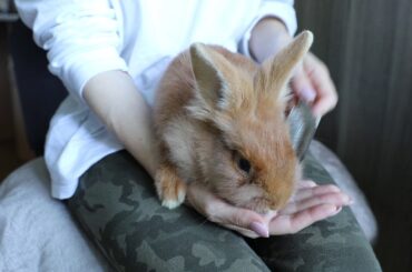 Little Restless Rabbit is Brushed!