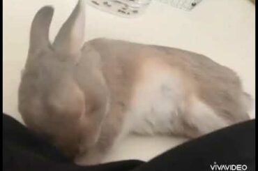 Cute Bunny Vines Compilation! (#1)