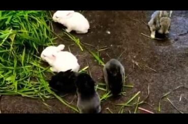 Cute baby rabbits 😍😍💋😘😘