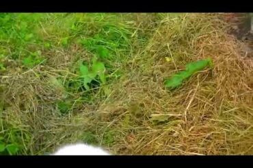 Play time this cute Bunny🐰🐇🐰#39/Collection I LOVE PET'S