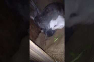 20 Days Baby Rabbit.    #Rabbit house
