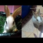 Best diet for rabbits / baby bunnys !! sabse accha healthy food rabbit k !! hindi video