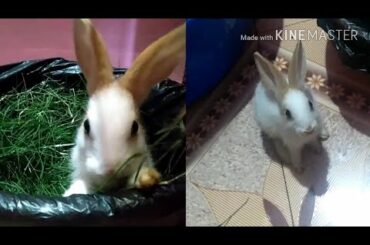 Best diet for rabbits / baby bunnys !! sabse accha healthy food rabbit k !! hindi video
