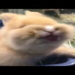Cute Bunnies Compilation | Bunnies of Instagram