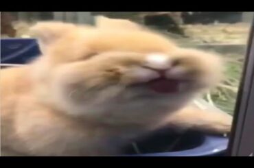 Cute Bunnies Compilation | Bunnies of Instagram