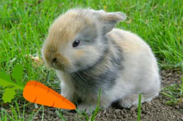 🐰 Funny and Cute BABY BUNNY 2020 🐇 Rabbit Videos 🥕 Baby Animal, CONEJITOS TIERNOS,  #CompletFun