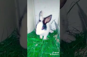 😘😘😘Cute rabbit eating grass😘😘😘