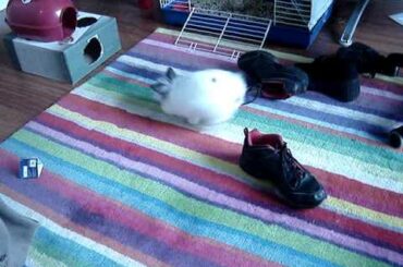 Cute baby bunny binkies