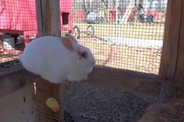 Rabbit update! Babies are back! 3-28-15