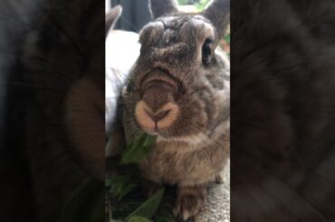 Cute rabbit eating