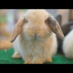 Cute Rabbit