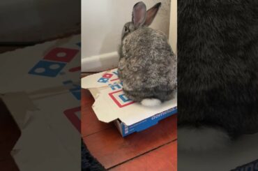 cute rabbit eating  dominos pizza.funny