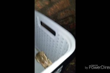 Catching a live Pokemon  (Saving a baby rabbit)