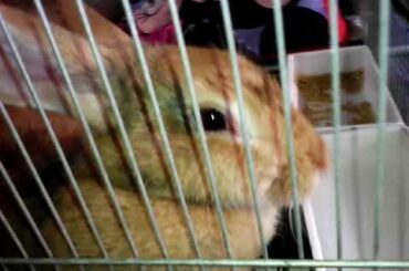 My cute little rabbit