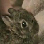 Melvin Cottontail -Our Baby Rabbit - Part 1