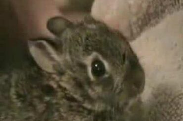 Melvin Cottontail -Our Baby Rabbit - Part 1