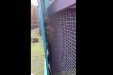 Baby rabbit climbing up a sheer cage side - amazing!