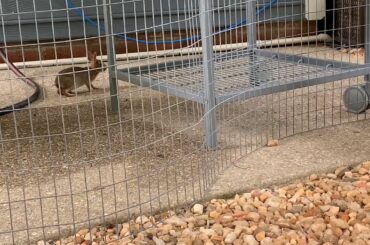 Wild Baby Rabbit approaches Pet Bunny