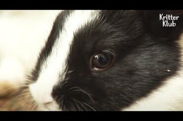 "I'll Be Back" Mother Bunny Comes To See Her 3 Cubs Only Once A Day Because.. | Kritter Klub