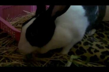 Cute Rabbit Breakfast