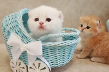 Day 20 | Cute Baby Kittens of Different color in beautiful prams |