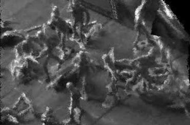 Attack of the Cute Giant Killer Rabbit